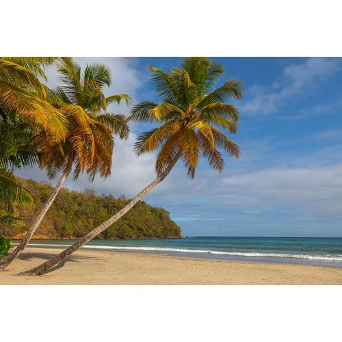 Caribbean-Grenada-Grenadines Palm trees and ocean at La Sagesse Beach